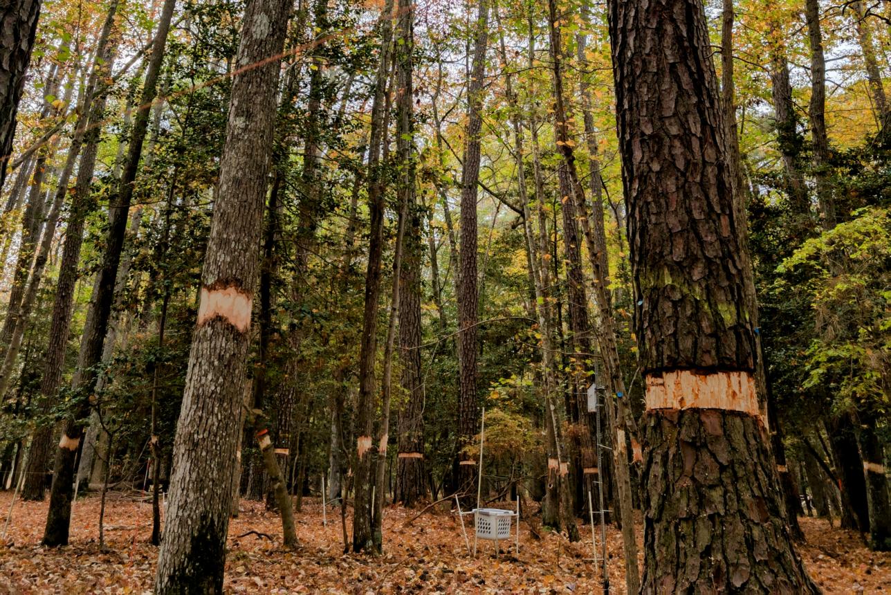 Multiple trees with wide rings of bark stripped around the circumference (girdling) for research.