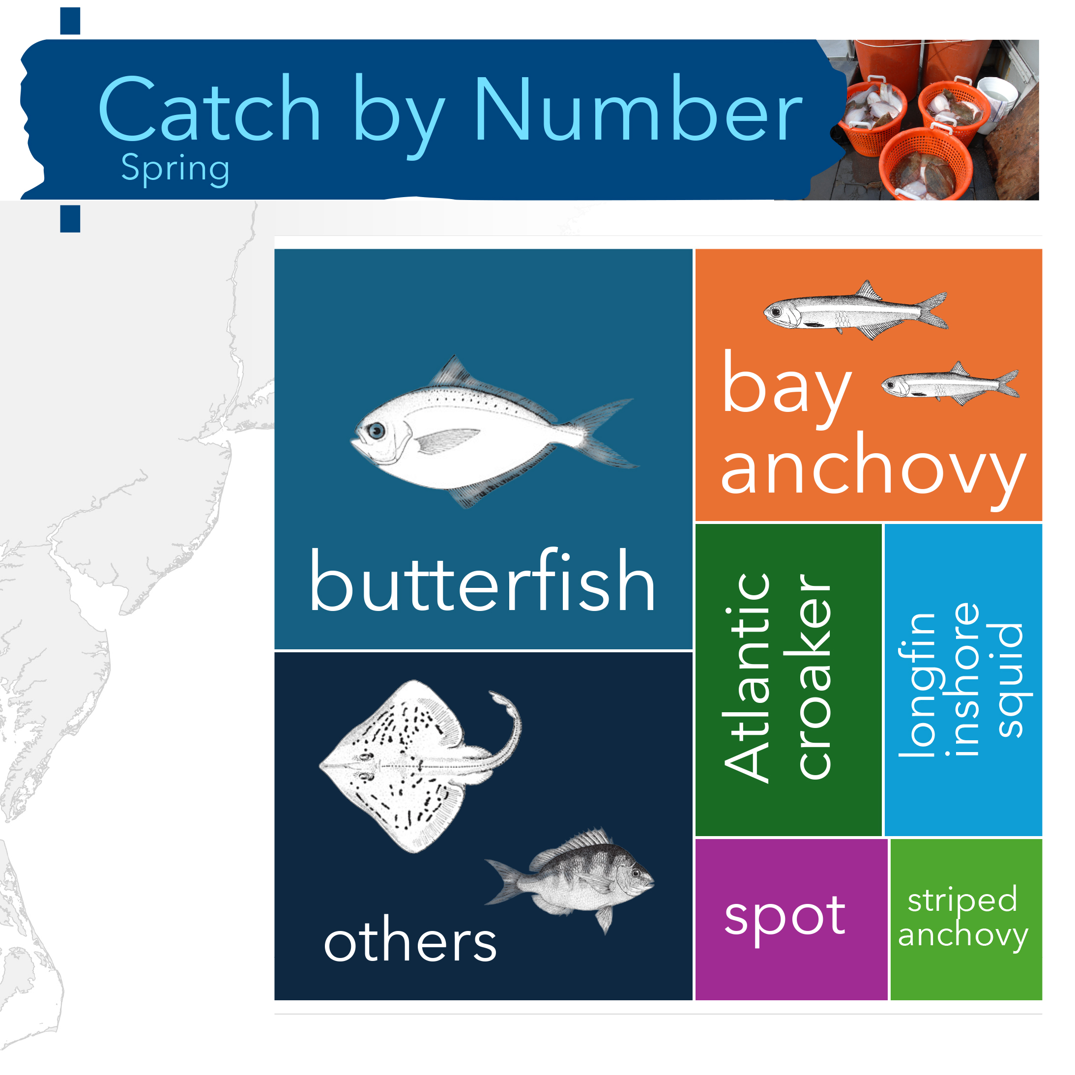 A tree map of taxa caught by number during the Spring cruise:  butterfish, others, bay anchovy, Atlantic croaker, longfin inshore squid, spot, striped anchovy