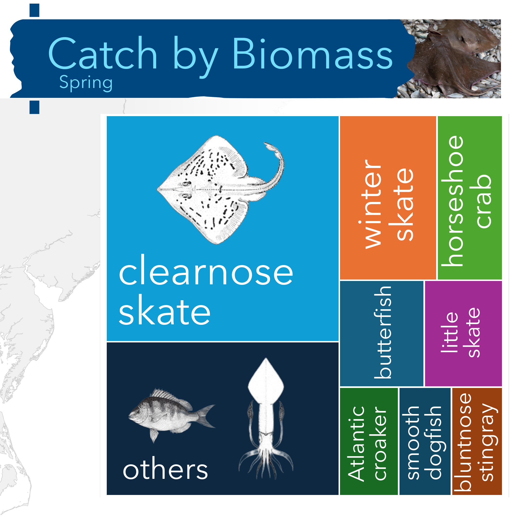 A tree map of taxa caught by biomass during the spring cruise:  clearnose skate, others, winter skate, horseshoe crab, butterfish, little skate, Atlantic croaker, smooth dogfish, bluntnose stingray