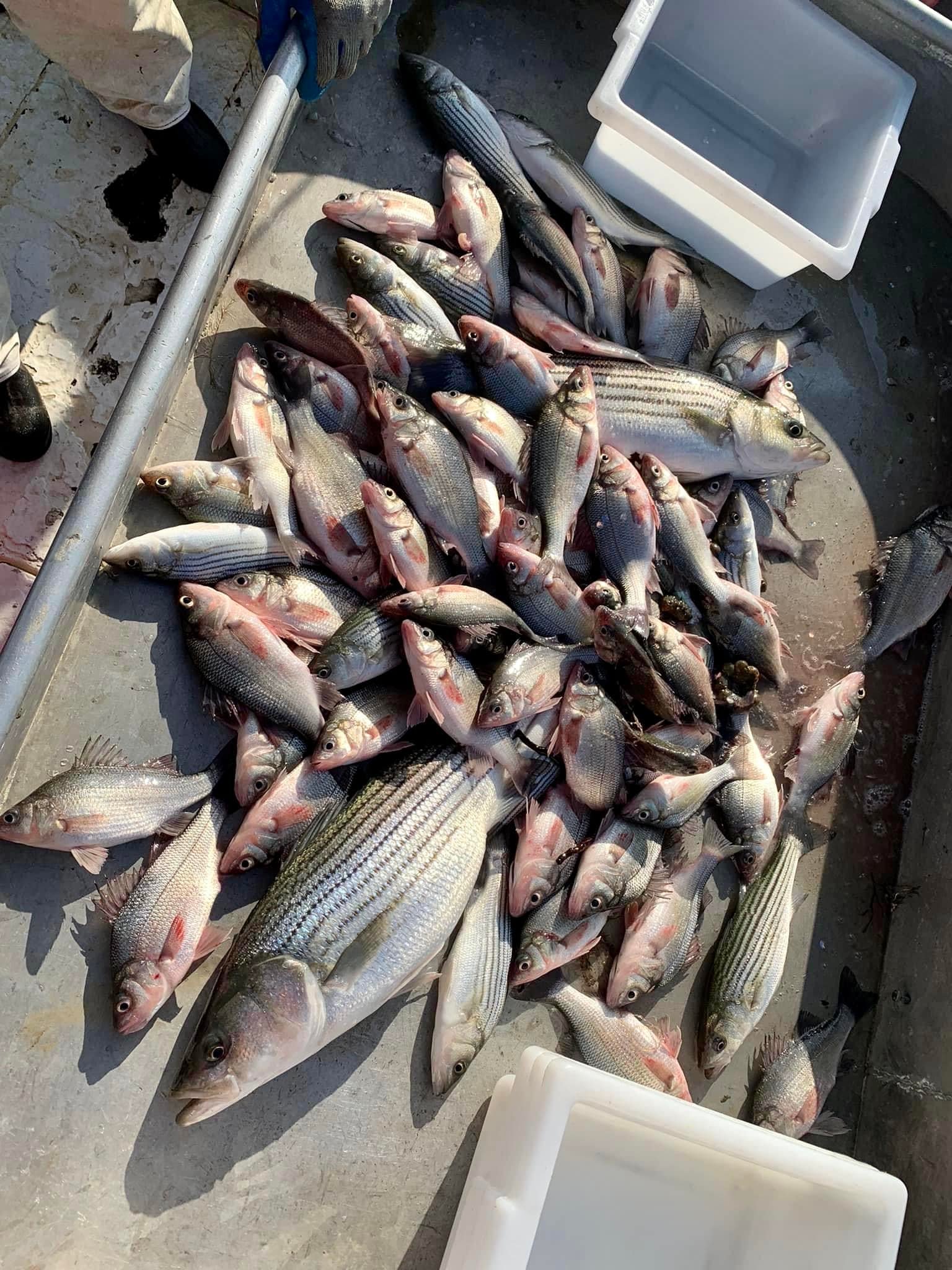 Deck Catch