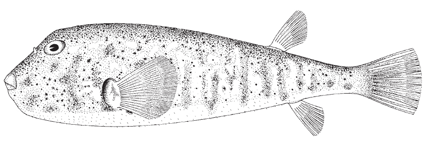 norther_puffer.1jpg