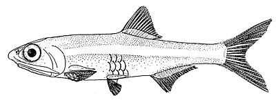 striped-anchovy1.jpg